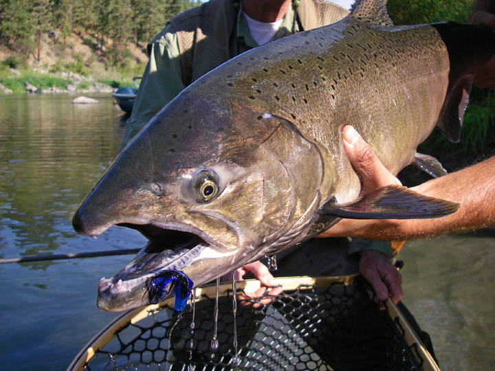 Fly-Fishing-Summer-Chinook