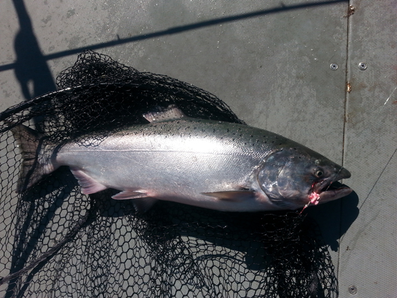 fall-chinook-in-net