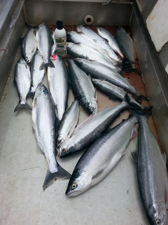 #fish-box-kokanee