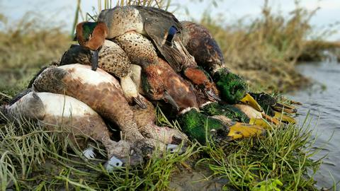 duck-hunting-columbia-river-mallard-wigeon-scaup-canvasback