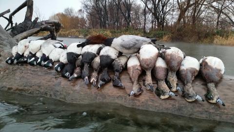 closeup-waterfowl-wigeonringneckscaupmallardcanvasback