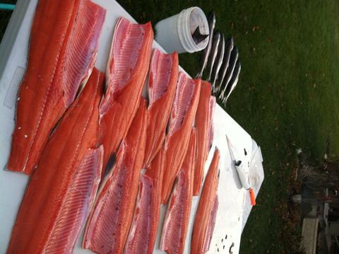 coho-fillets_0 coho-fillets_0