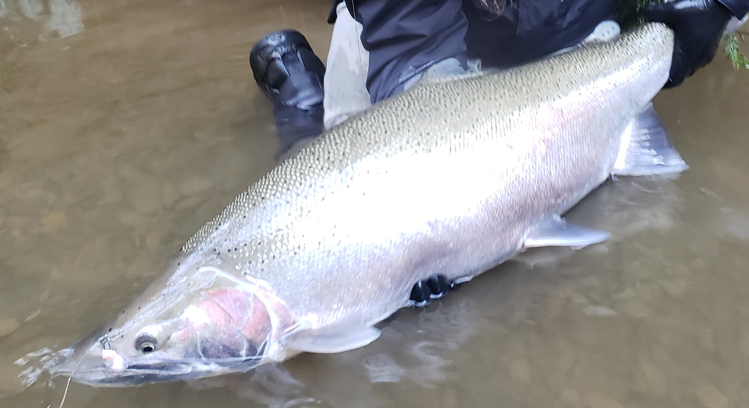 Steelhead Button Pic
